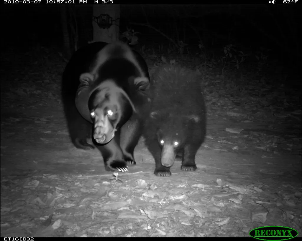 Example inpainted bear image